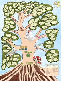Krullenbol - Schrijfvaardigheden - Poster Schrijfritmiekboom (set van 3 ex)